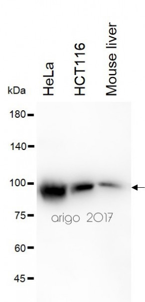 Anti-VCP, clone 1344CT150.163.114