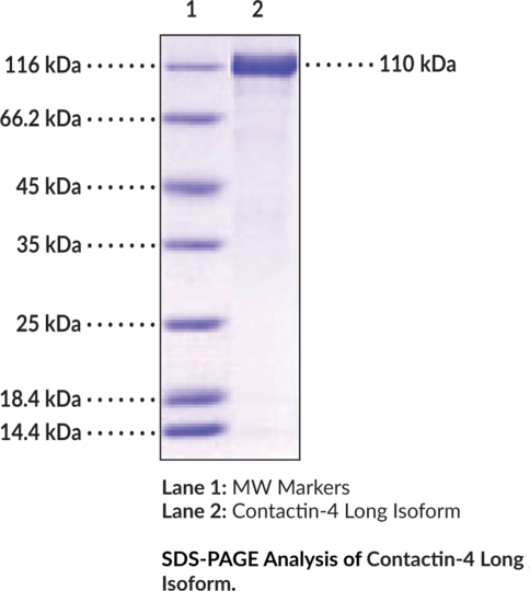 Contactin-4 Long Isoform (human, recombinant)