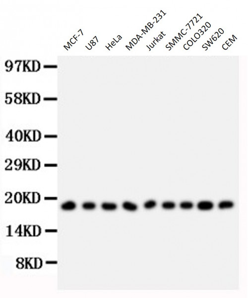 Anti-RNASE1 / Ribonuclease A