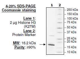 Histone H3 (K27M), His-tag