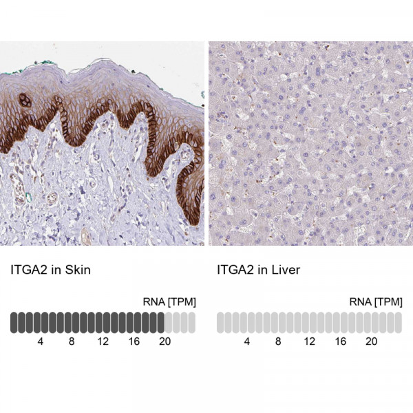 Anti-ITGA2