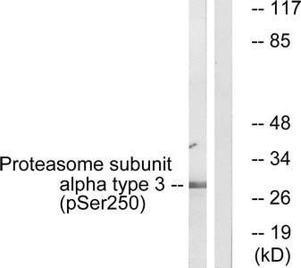 Anti-Phospho-PSMA3 (Ser250)
