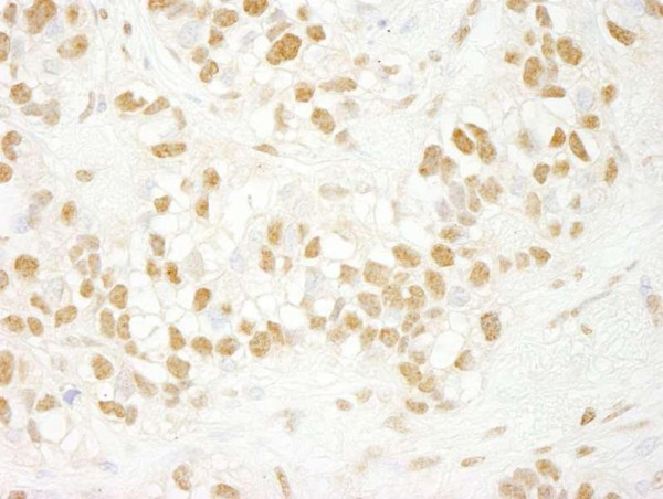 Anti-CDC5L (IHC)