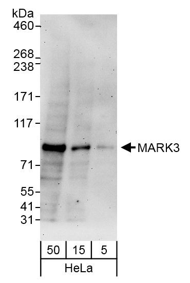 Anti-MARK3