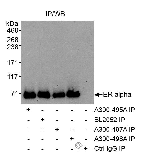 Anti-Estrogen Receptor Alpha