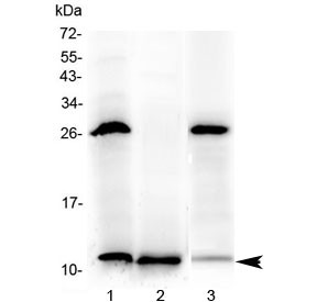 Anti-Tff3 / Trefoil factor 3