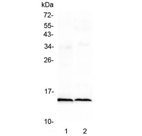 Anti-Fabp3 (cardiac)