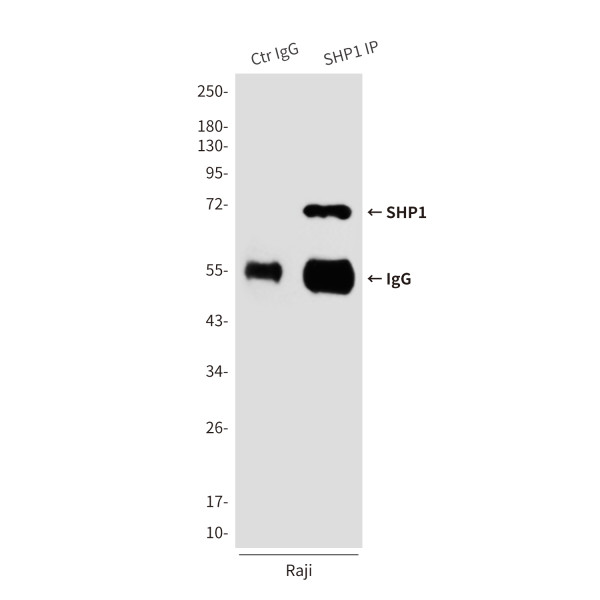 Anti-PTPN6