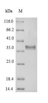 NADPH-dependent oxidoreductase 2-alkenal reductase (AER), Arabidopsis thaliana, recombinant