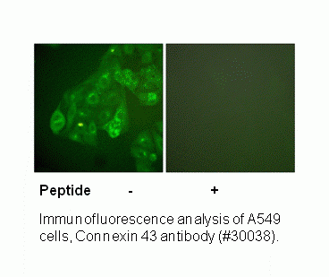 Anti-Connexin 43