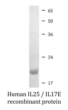 Human IL25 / IL17E recombinant protein (Active)
