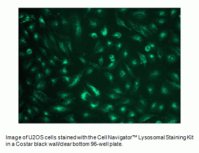 Cell Navigator(TM) Lysosomal Staining Kit *405 nm Excitation with Green Fluorescence*