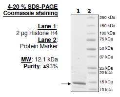 Histone H4, full length, recombinant protein, N-terminal His-tag