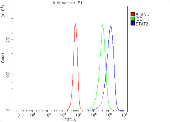 Anti-STAT2 / Signal transducer and activator of transcription 2