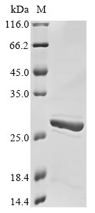 Angiopoietin-like protein 8 (ANGPTL8), human, recombinant