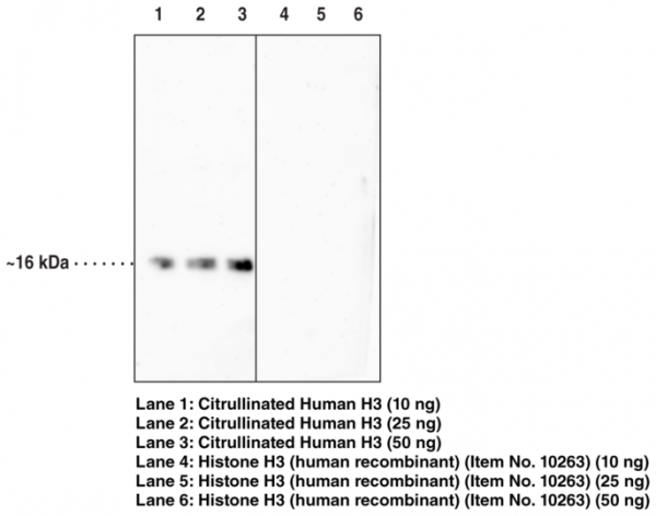 Anti-Histone H3 (Citrullinated Arg2 + Arg8 + Arg17)