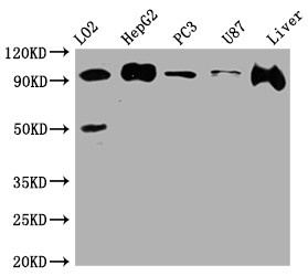 Anti-PDCD6IP Recombinant Monoclonal, clone 7E9