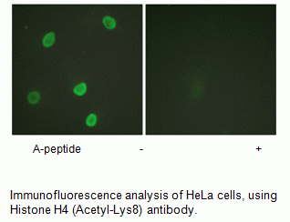 Anti-Histone H4 (Acetyl-Lys8)