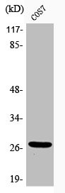 Anti-Phospho-HSPB1 (S15)