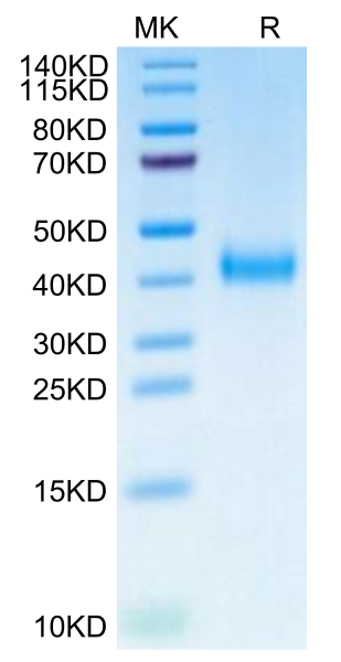 Biotinylated Cynomolgus IL-2 R beta/CD122 Protein (Primary Amine Labeling)