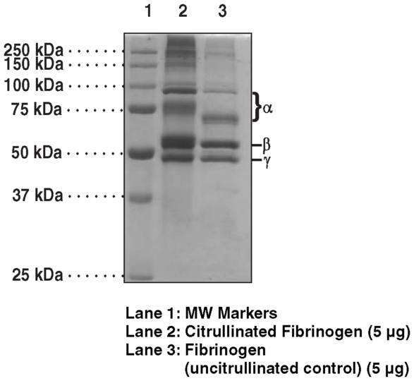 Human Fibrinogen (PAD4 Citrullinated)