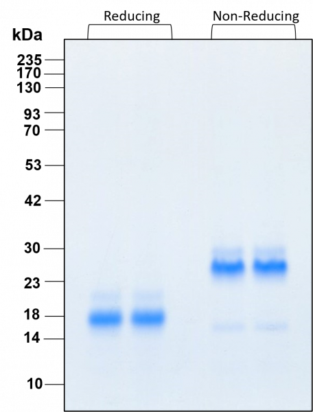 BMP-2 HumanKine(R) recombinant human protein
