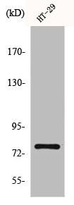 Anti-NCBP1