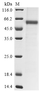 Angiopoietin-2 (Angpt2), rat, recombinant