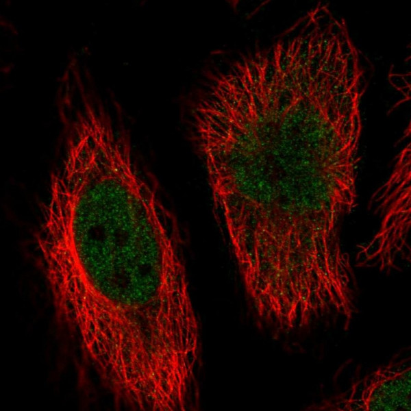 Anti-MAPK7