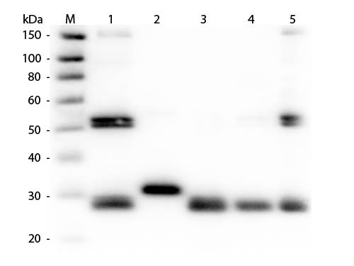 Anti-Rat IgG (H&amp;L) (Min X Human Serum Proteins), DyLight 405 conjugated