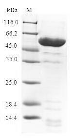 Prohibitin-2 (PHB2), human, recombinant
