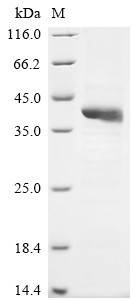 Hyaluronan and proteoglycan link protein 3 (HAPLN3), human, recombinant
