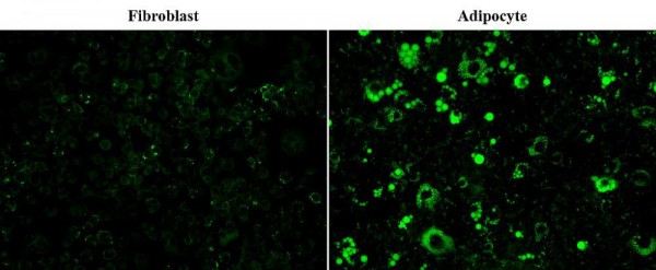 Cell Navigator(TM) Fluorimetric Lipid Droplet Assay Kit *Green Fluorescence*