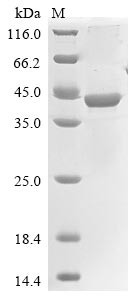 Chitinase-3-like protein 1 (Chi3l1), rat, recombinant