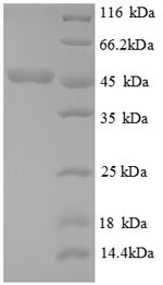 Cystathionine beta-lyase metC (metC), partial, Escherichia coli, recombinant