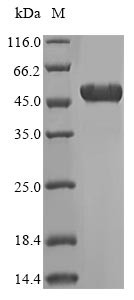 ATP synthase subunit beta, mitochondrial (ATP5F1B),partial, human, recombinant