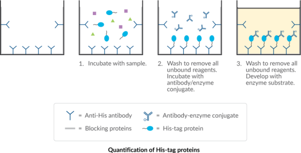 Anti-His-Coated 96-Well Strip Plate