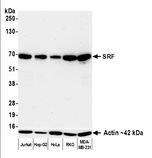 Anti-SRF Recombinant Monoclonal
