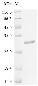 Parathyroid hormone/parathyroid hormone-related peptide receptor (Pth1r), partial, rat, recombinant