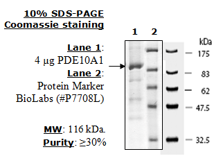 PDE10A1, active human recombinant protein, N-terminal GST tag