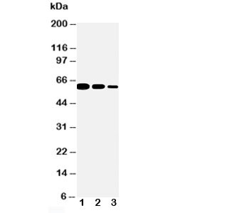 Anti-CD40