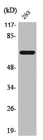 Anti-Phospho-ESR1 (S104)