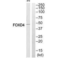 Anti-FOXD4