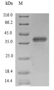 Transcription elongation factor SPT4 (SUPT4H1), human, recombinant