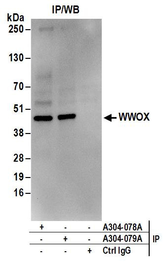 Anti-WWOX
