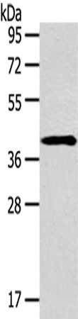 Anti-SERPINA3