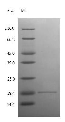 Angiogenin (ANG), partial, human, recombinant