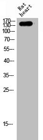 Anti-MAST3