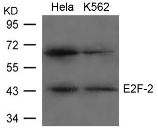 Anti-E2F2