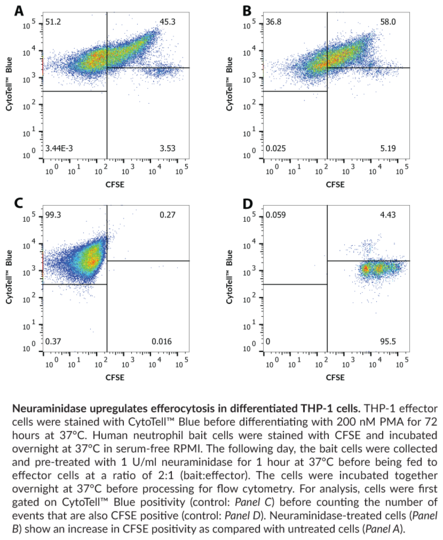 Efferocytosis Assay Kit